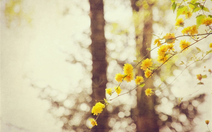 Gelbe Blumen, Zweige, Baum, Bokeh Hintergrundbilder Bilder