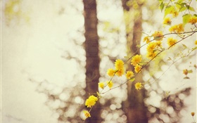Gelbe Blumen, Zweige, Baum, Bokeh HD Hintergrundbilder