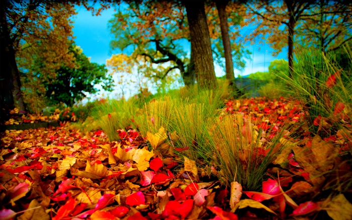 Herbst, rote gelbe Blätter auf dem Boden Hintergrundbilder Bilder