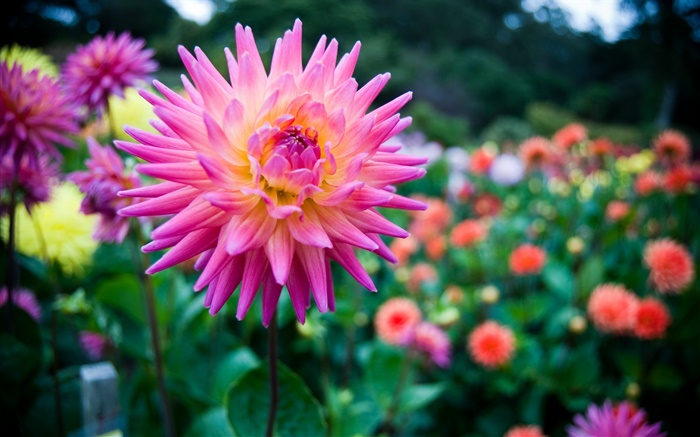 Schöne Dahlie, rosa Blume Hintergrundbilder Bilder