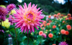 Schöne Dahlie, rosa Blume HD Hintergrundbilder