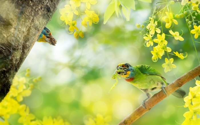 Vogelfänger Insekt, Blumen, Baum Hintergrundbilder Bilder