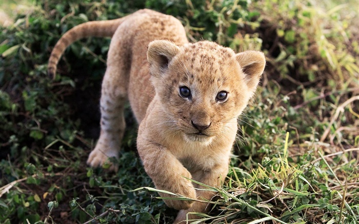 Netter kleiner Löwe im Gras Hintergrundbilder Bilder