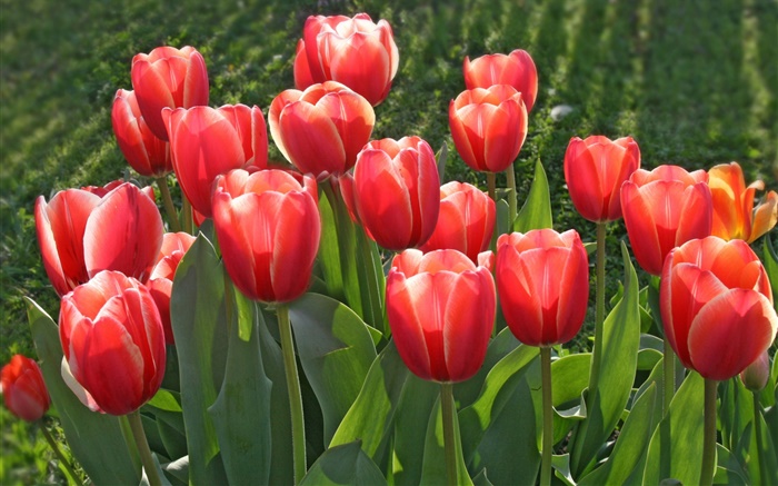 Garten Blumen, rote Tulpen Hintergrundbilder Bilder