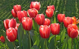 Garten Blumen, rote Tulpen HD Hintergrundbilder