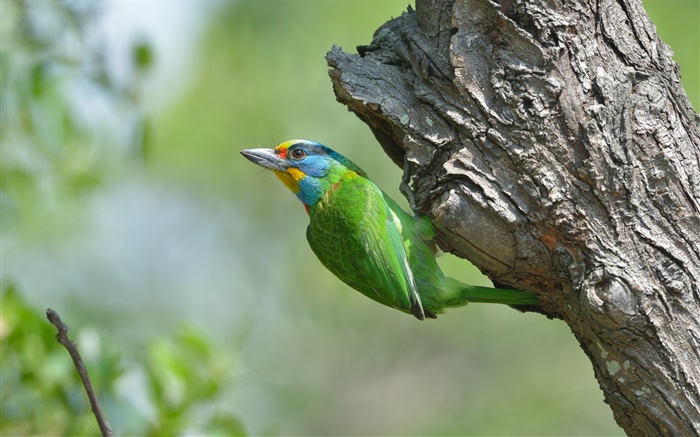 Grüne Federn Vogel, Baum Hintergrundbilder Bilder