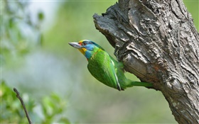 Grüne Federn Vogel, Baum HD Hintergrundbilder