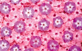 Viele rosa Blüten, Blütenblätter HD Hintergrundbilder