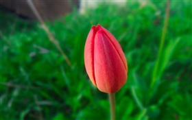 Eine rote Tulpe, grüner Hintergrund