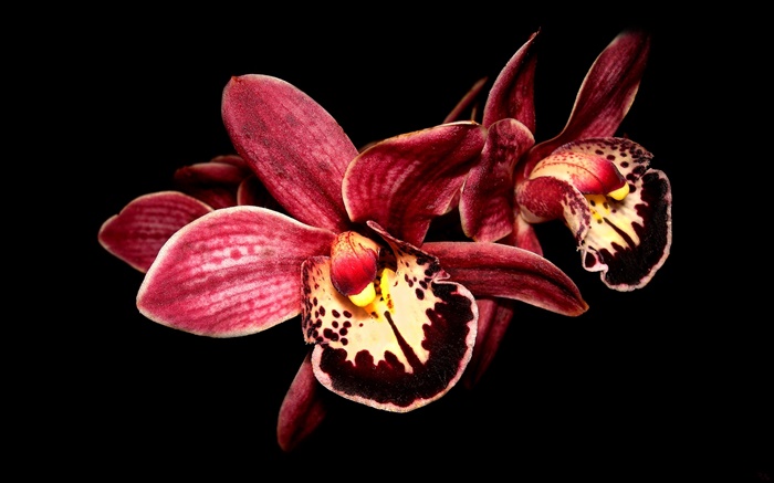 Rosa Orchidee Blume Nahaufnahme, schwarzer Hintergrund Hintergrundbilder Bilder