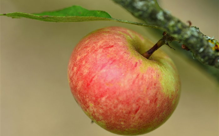 Roter Apfel, Zweig, Baum Hintergrundbilder Bilder