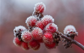 Rote Beeren, Kristalle, Eis, Frost