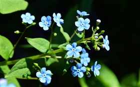 Kleine blaue Blumen, schwarzer Hintergrund