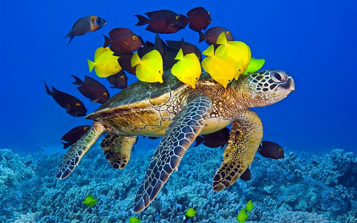 Schildkröte unter Wasser, Meer, tropische Fische Hintergrundbilder Bilder