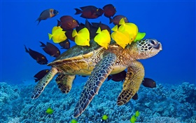Schildkröte unter Wasser, Meer, tropische Fische HD Hintergrundbilder