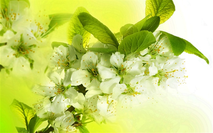 Weiße Apfelblüten, Blüte, Zweige, Frühling Hintergrundbilder Bilder
