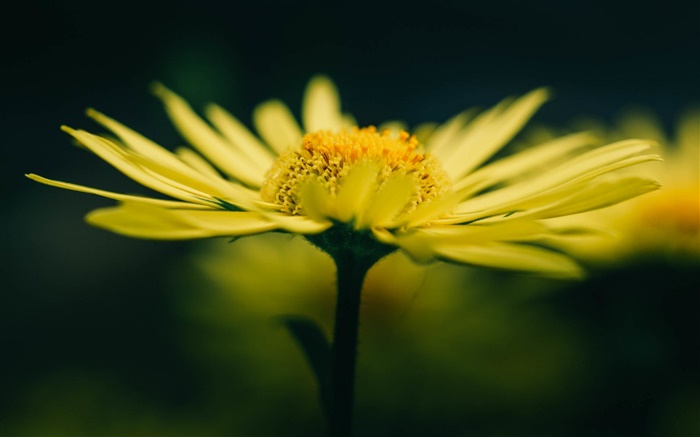 Gelbe Blume und Blütenblätter Hintergrundbilder Bilder