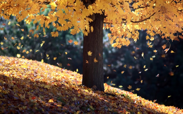 Herbst, einzelne Baum, gelbe Blätter Hintergrundbilder Bilder
