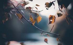 Herbst, Zweige, gelbe Blätter, verschwommen Hintergrund HD Hintergrundbilder