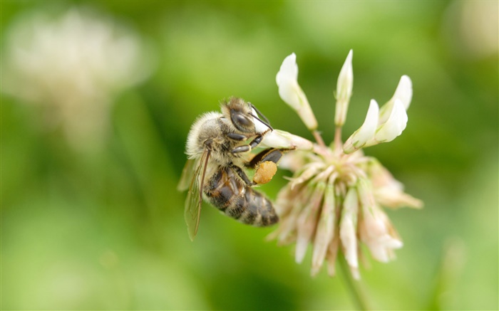 Biene, Blume, Bokeh Hintergrundbilder Bilder