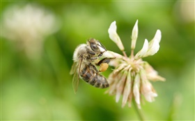 Biene, Blume, Bokeh HD Hintergrundbilder