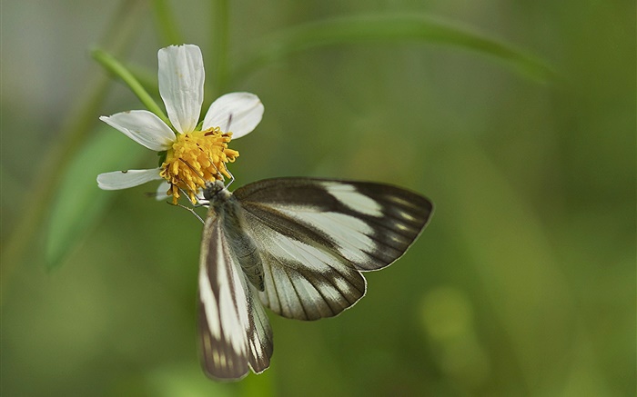 Schwarzer Schmetterling und weiße Blume Hintergrundbilder Bilder