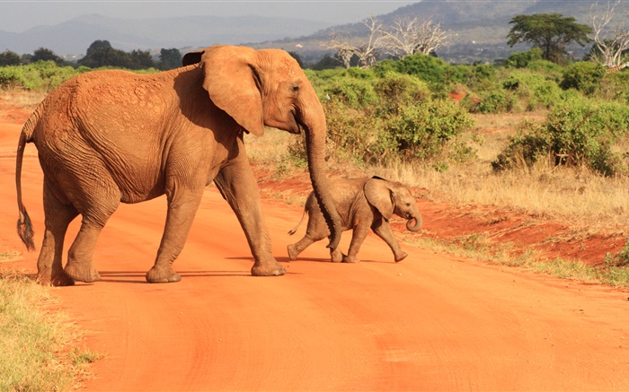 Elefanten in der Savanne Hintergrundbilder Bilder