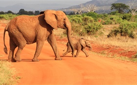 Elefanten in der Savanne HD Hintergrundbilder