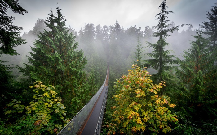 Waldmorgen, Bäume, Nebel, Hängebrücke Hintergrundbilder Bilder