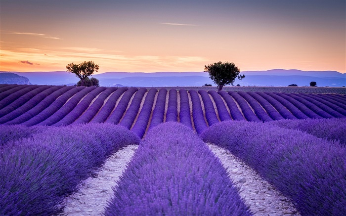 Frankreich, Provence, Lavendelfelder, Bäume, lila Stil Hintergrundbilder Bilder