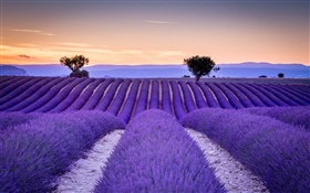 Frankreich, Provence, Lavendelfelder, Bäume, lila Stil