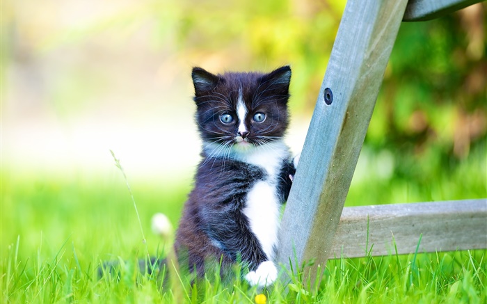 Pelztier, schwarzes Kätzchen im Rasen Hintergrundbilder Bilder