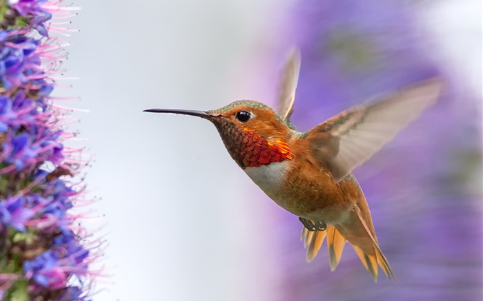 Hummingbird fliegen, Flügel Hintergrundbilder Bilder