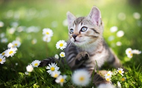 Kitten in den weißen Wildblumen HD Hintergrundbilder
