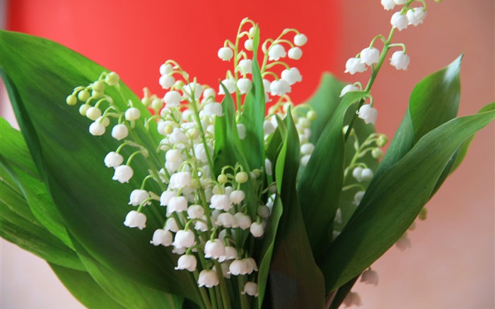 Maiglöckchen, weiße Blüten, grüne Blätter Hintergrundbilder Bilder