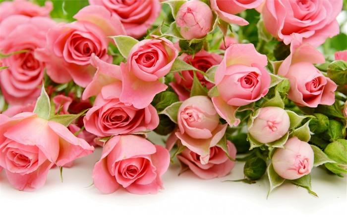Viele rosa Rosenblüten Hintergrundbilder Bilder