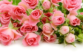 Viele rosa Rosenblüten HD Hintergrundbilder