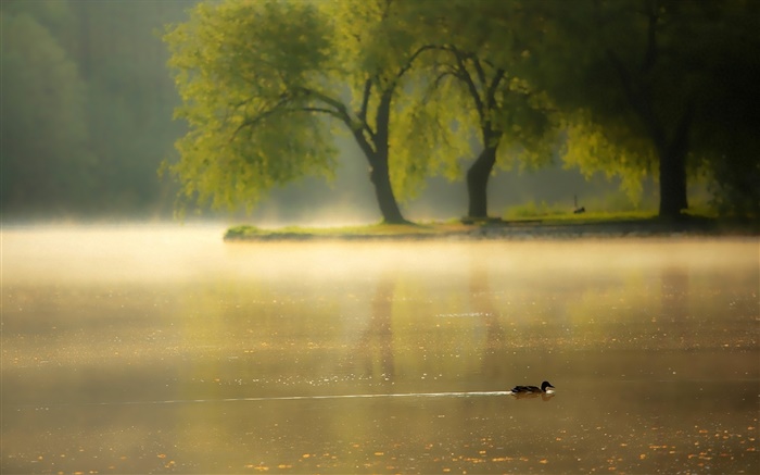 Morgen, Nebel, Bäume, Fluss, Ente Hintergrundbilder Bilder