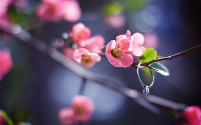 Rosa Blumen Zweige, Frühling, Diamant-Ring Hintergrundbilder Bilder