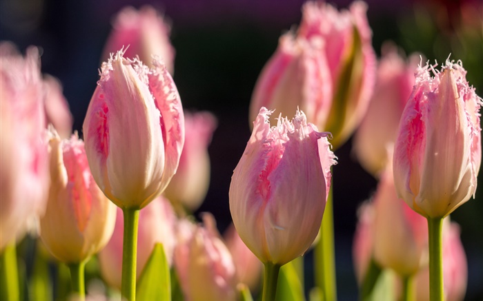Rosa Tulpen, Blumen Makro-Fotografie, Frühling Hintergrundbilder Bilder