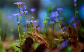 Lila kleine Blüten Nahaufnahme, Bokeh HD Hintergrundbilder