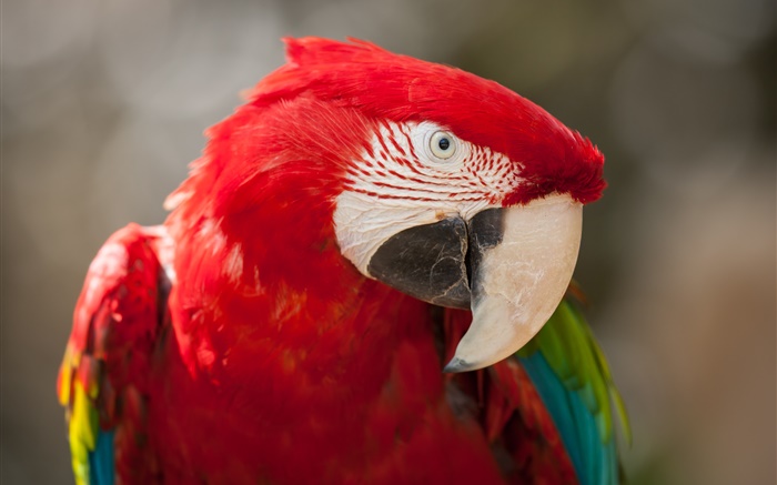 Red Feder Papagei Nahaufnahme Hintergrundbilder Bilder