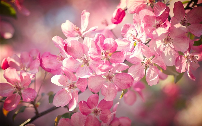 Frühling, rosa Kirschblüten, Blüte, Zweige Hintergrundbilder Bilder
