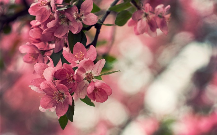 Frühling, rosa Blüten, Baum, Bokeh Hintergrundbilder Bilder