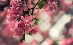 Frühling, rosa Blüten, Baum, Bokeh HD Hintergrundbilder