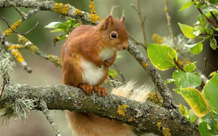 Eichhörnchen, Baum, Blätter, Zweige Hintergrundbilder Bilder