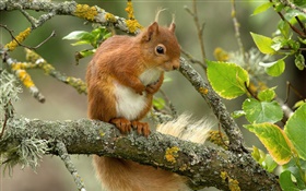Eichhörnchen, Baum, Blätter, Zweige HD Hintergrundbilder