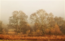 Bäume, Herbst, Nebel, Morgen