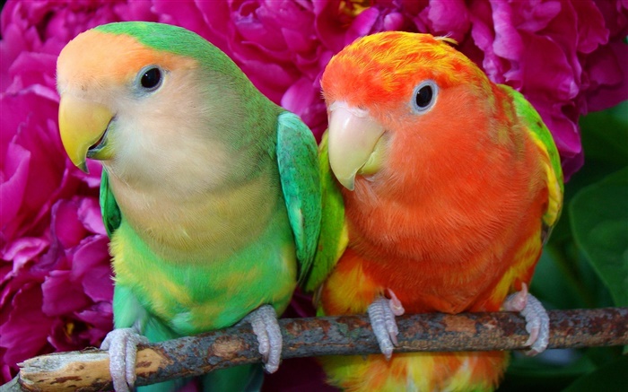 Zwei bunte Federn Papageien Hintergrundbilder Bilder