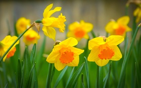 Gelbe Narzissenblüten, Blütenblätter HD Hintergrundbilder
